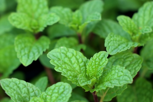 Menthe poivrée dans jardin