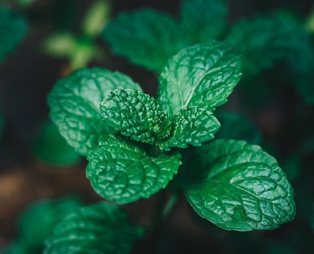 Menthe poivrée fraîche dans le jardin organig