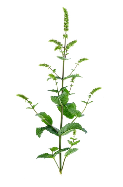 Menthe poivrée. Menthe herbe avec des fleurs se bouchent.