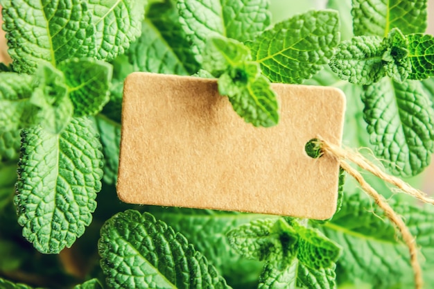 Menthe et tag. Mise au point sélective. nature alimentaire.