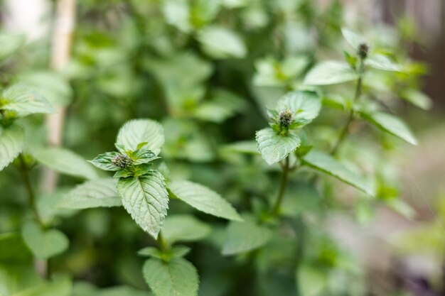 Menthe verte bio fraîche, menthe verte, menthe poivrée sur fond de jardin. Feuille de mélisse, plante à base de plantes. Gros plan sur une plantation de verdure.