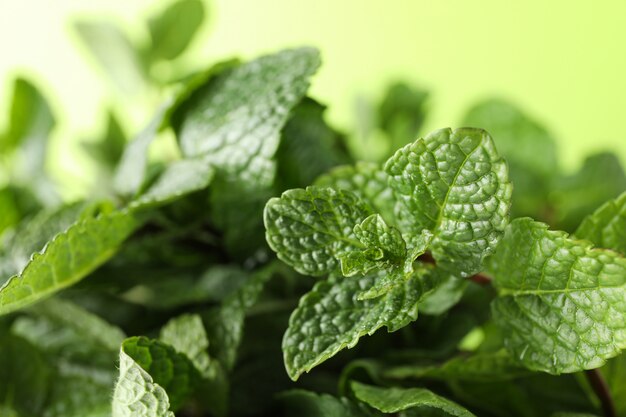 Menthe verte fraîche avec des gouttes d'eau, Close up