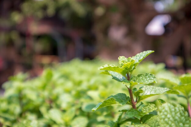 La menthe verte plante grandir fond.