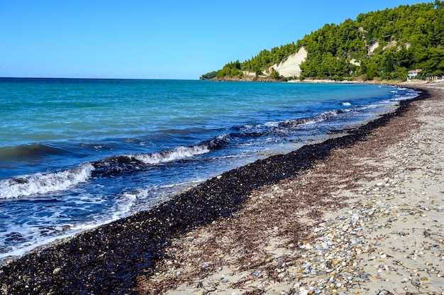 Mer bleue et plage avec forêt à Fourka Scala, Halkidiki, Grèce