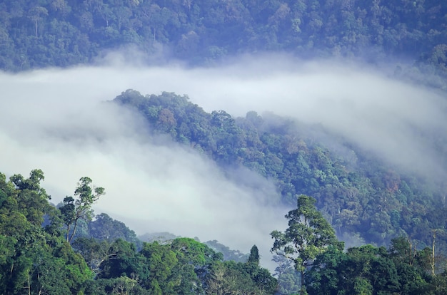 Mer de brouillard avec forêts au premier plan