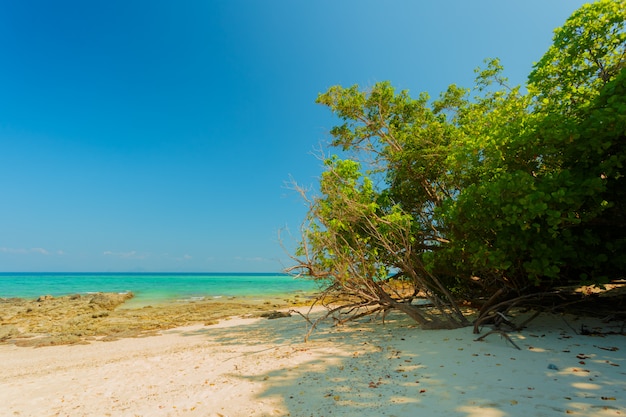 Mer. Fond de paradis tropical