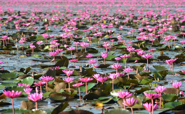 Une mer de lotus rose en fleurs