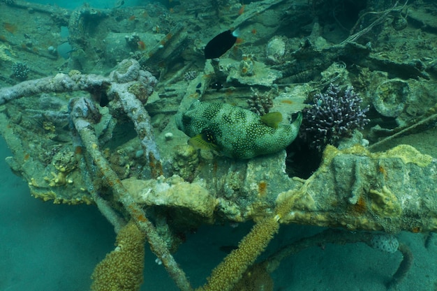 Mer Rouge sous-marine