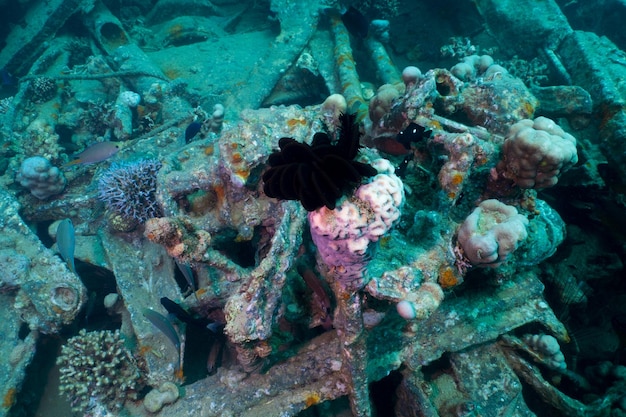 Mer Rouge sous-marine