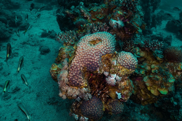 Mer Rouge sous-marine