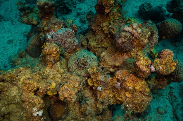 Mer Rouge sous-marine