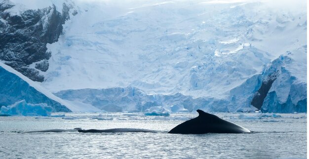 Photo la mer et trois baleines à bosse contre le glacier et la montagne en antarctique