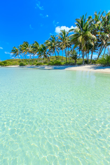 mer tropicale avec palmiers