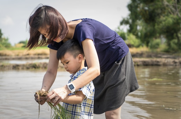 Mère apprend à son fils à planter le riz dans une rizière.