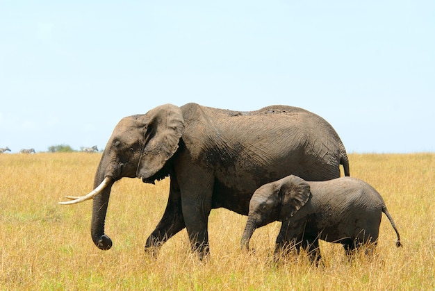 Mère et bébé éléphants d'Afrique