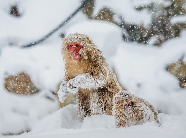 Mère avec un bébé macaque japonais sont assis dans la neige