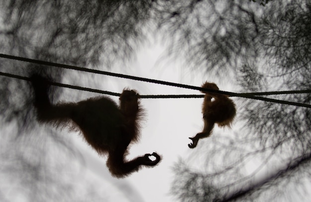 Photo mère et bébé orang-outan se tend la main