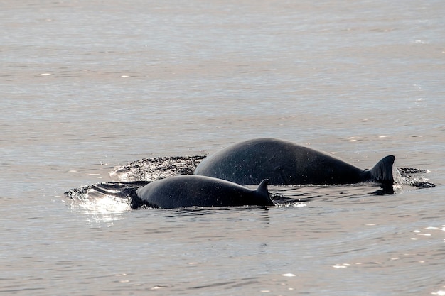 Mère et bébé veau Cuvier Goose dauphin baleine à bec Ziphius cavirostris