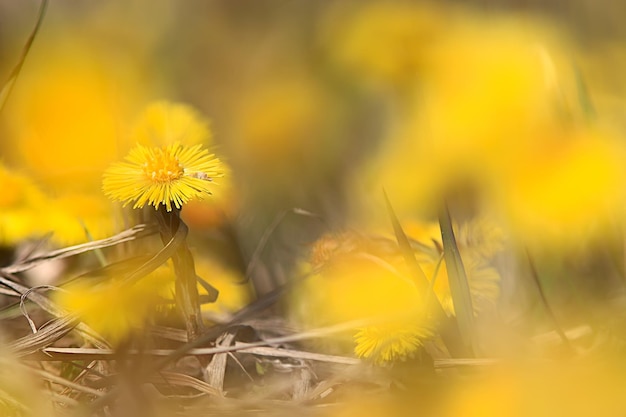 mère et belle-mère fleurs jaunes fond de printemps, fond de printemps abstrait avec des fleurs sauvages