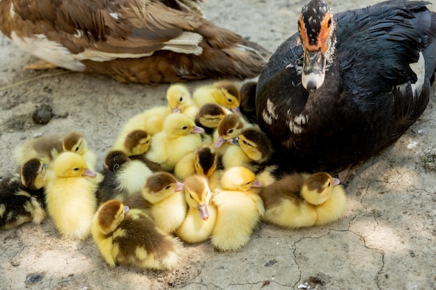 Mère canard avec ses canetons. Il y a beaucoup de canetons qui suivent la mère.