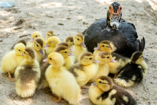 Mère canard avec ses canetons. Il y a beaucoup de canetons qui suivent la mère.