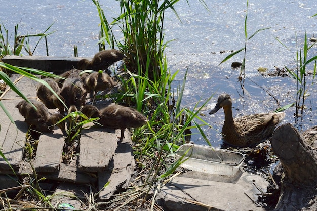 Une mère cane attend ses canetons dans le lac pendant qu'ils mangent