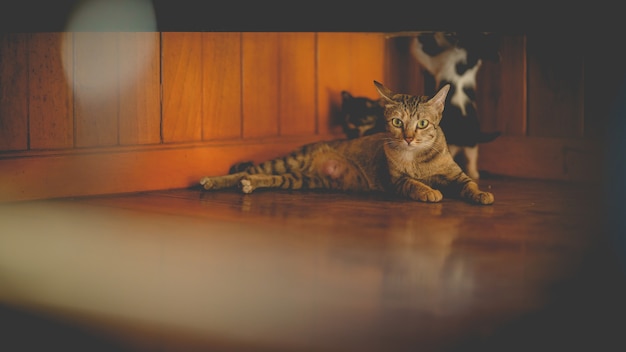 La mère chat et les chatons sur parquet.