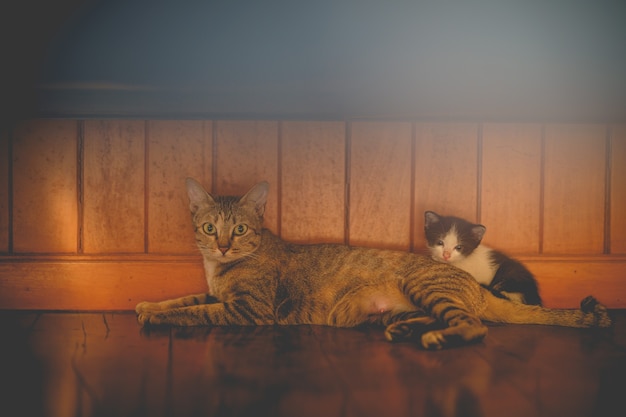 La mère chat se penche sur le sol avec le chaton sur le parquet.