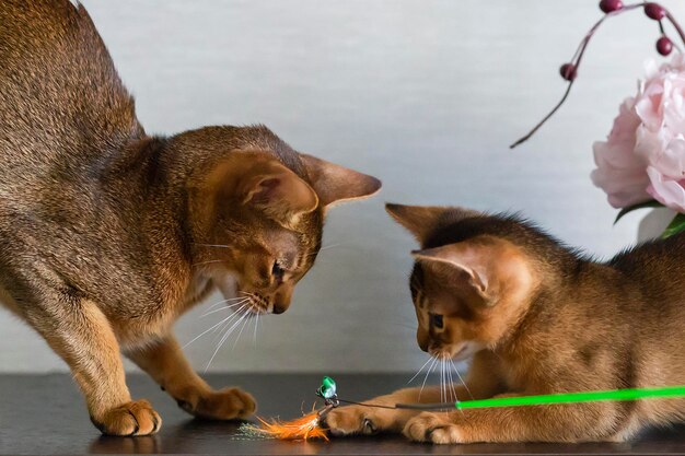 La mère et le chaton des chats abyssins jouent