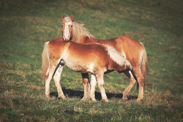 Mère cheval et fils dans un pré