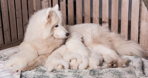 Mère de chien Samoyède avec chiots chiots mère allaitante