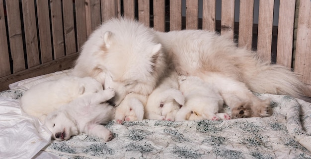 Mère chien Samoyède avec chiots chiots mère allaitante