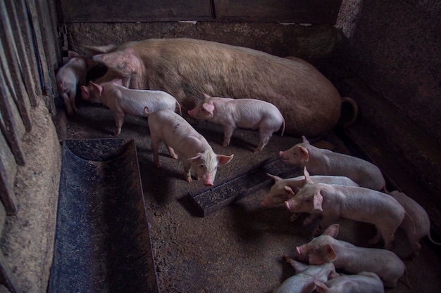 une mère cochon allaitant ses petits