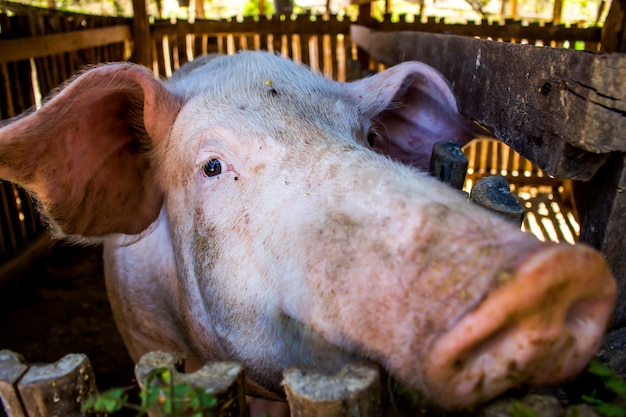 Mère cochons dans les fermes.