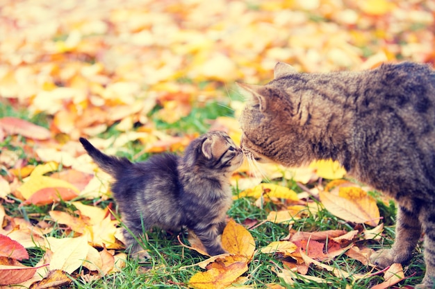 La mère du chat et son petit chaton se reniflent en plein air en automne