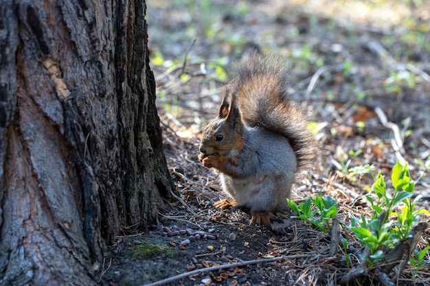 La mère d'écureuil à fourrure mange des noix sous l'arbre