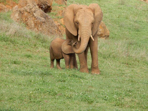 Photo une mère éléphant avec son bébé dans un champ herbeux d'une réserve naturelle espagnole