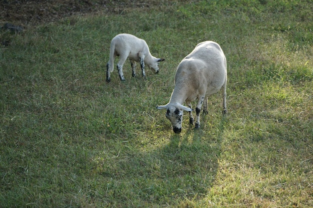 Photo mère et fils moutons