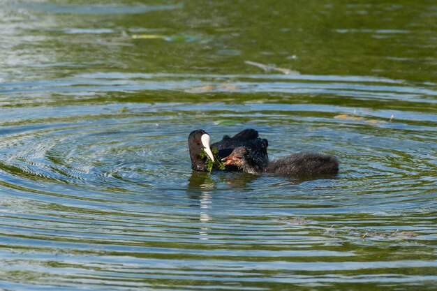 Mère Foulque macroule Fulica atra nourrissant son poussin.