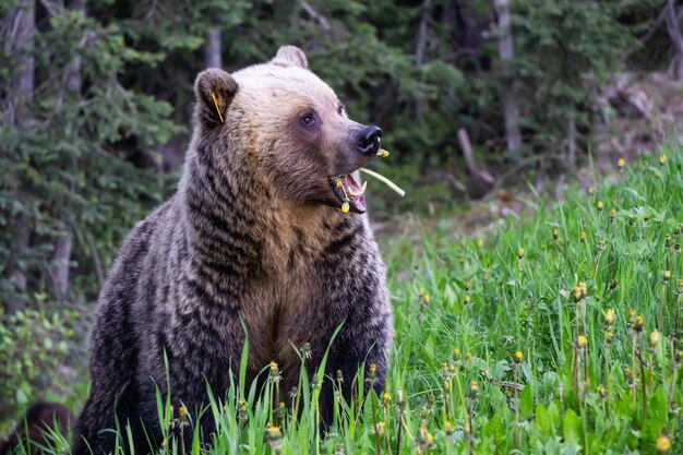 Mère Grizzly Bear mange des mauvaises herbes et de l'herbe dans la nature