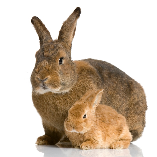 Mère gros plan sur lapin avec son lapin nouveau-né isolé