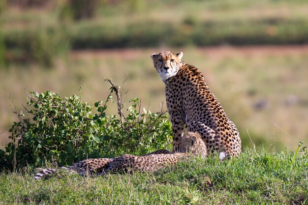 Une mère guépard avec deux enfants dans la savane kenyane