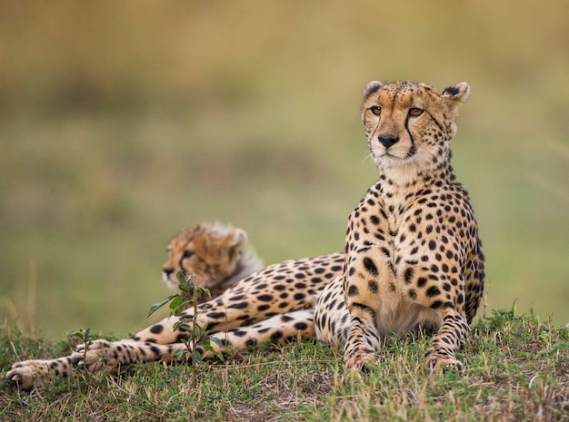 Mère guépard et ses petits dans la savane.