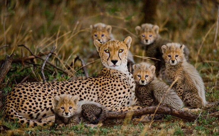 Photo mère guépard et ses petits dans la savane.