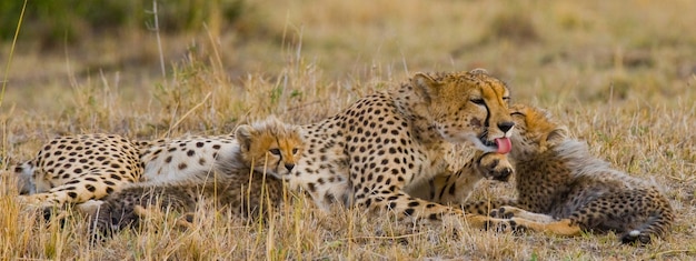 Mère guépard et ses petits dans la savane.