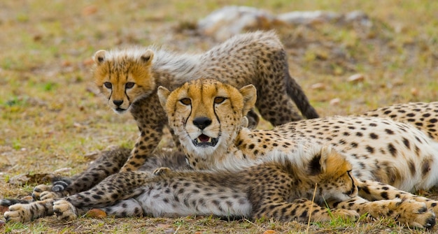 Mère guépard et ses petits dans la savane.