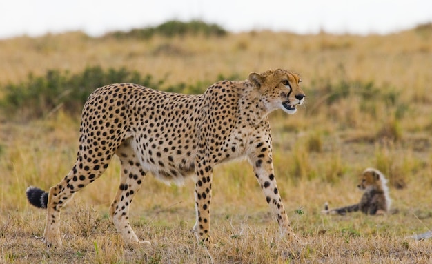 Mère guépard et son petit dans la savane.