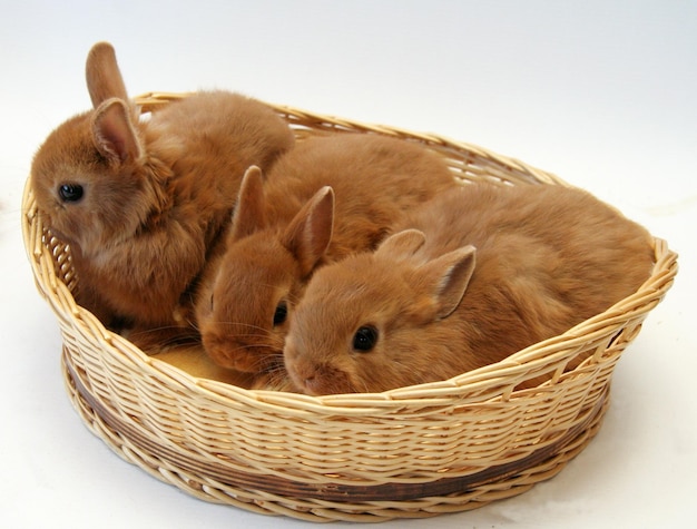 Mère lapin rouge avec des enfants dans un panier en osier sur fond blanc, année du lapin