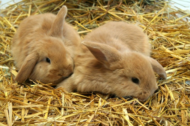 Mère de lapin rouge avec des enfants sur un fond de paille, année du lapin