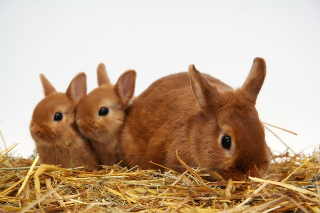 Mère de lapin rouge avec des enfants sur un fond de paille, année du lapin